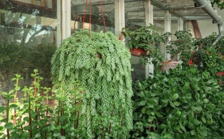 De makkelijk te vinden hangplant die in uw tuin zal exploderen met bloemen.