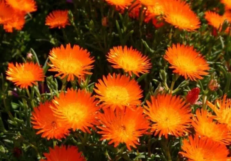 De makkelijk te vinden hangplant die in uw tuin zal exploderen met bloemen.