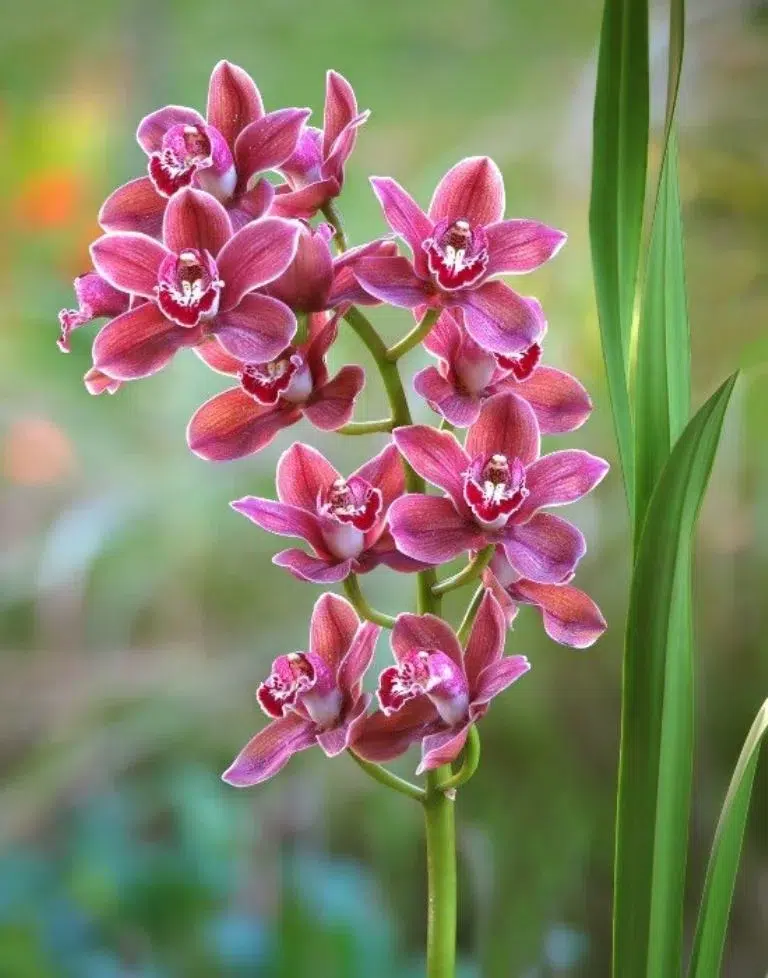 Planten: de exotische orchidee die perfect is voor buitenramen of zonnige tuinen